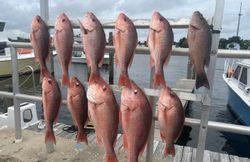 10 grey snapper fish caught in FL