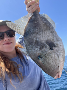 One grey triggerfish caught fishing in FL