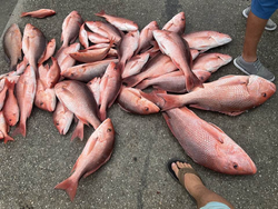 Sooty grunter fish caught in Panama City