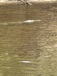 Prime fishing waters await in Naples Florida.