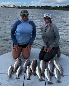 11 black drum and rainbow trout fish caught while fishing in TX