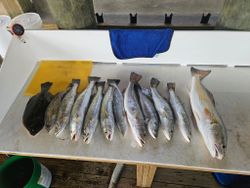 9 spotted weakfish caught in Port O'Connor