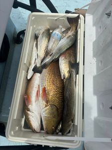 5 Spotted Weakfish caught fishing in TX