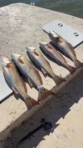 Three redfish caught in Texas