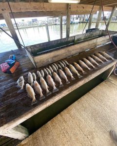 Venice Redfish fishing thrills await!