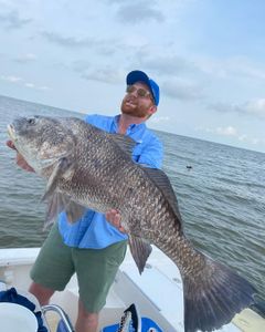Venice: Black Drum Fishing at its best!