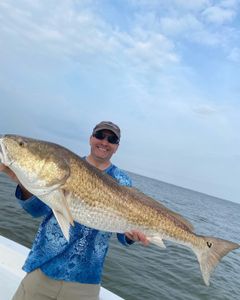 Venice Redfish fishing, pure adrenaline!