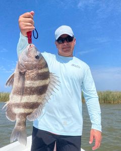 Sheepshead action in Venice, LA!
