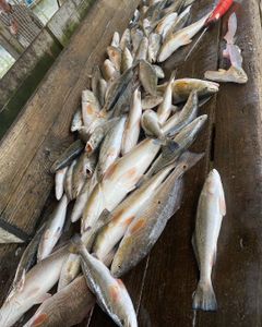 Venice, LA: Where fish bite!