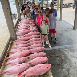 Venice waters, big Red Snapper!
