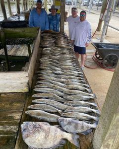 four sheepshead and black drum fish caught in LA