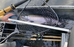 Chinook salmon fishing in OR