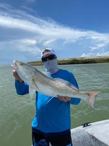 Redfish in Aransas Pass, TX