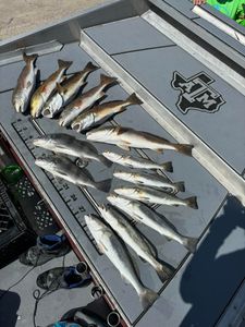 Redfish, trout, and drum haul!