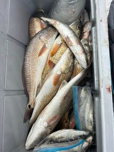 Cooler full of redfish and trout!