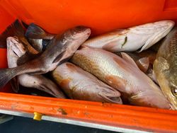 Corpus Christi Inshore Fish Species, Tx