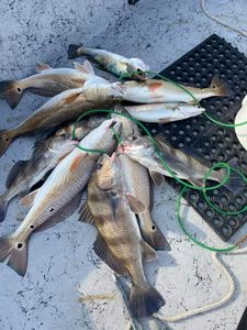 Mixed Inshore Fish Species From Texas