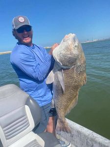 Massive  Black Drum Caught in Aransas Pass