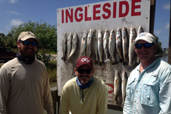 Four coho salmon, fishing in Ingleside