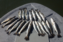 Aransas Pass, TX Top Rated Fishing Charters