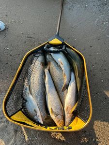 Three fish caught in Elk Rapids while fishing