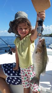 Photograph of a Grey Snapper fish caught in Tampa Bay during a fishing tour