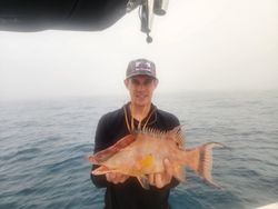 Hogfish caught in Tampa Bay during fishing tour