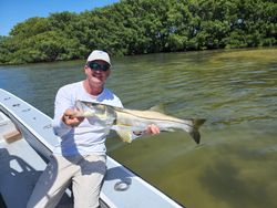 A single snook fish measuring 28 inches caught in Tampa Bay