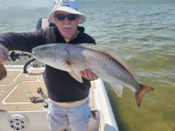 Redfish caught in Tampa Bay, Florida