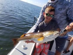 Redfish caught in Tampa Bay