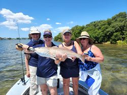 Huge redfish caught during fishing tours in Tampa Bay