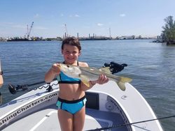 Snook fish caught on fishing tour in Tampa Bay