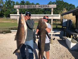 Big Cobia in Florida