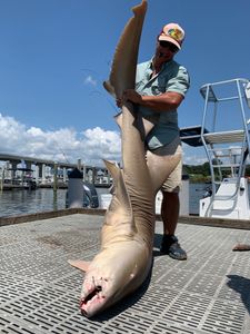 Two big fish caught on a fishing trip at Pensacola Beach