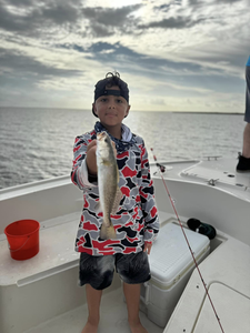 Spotted Weakfish, 15-inch fish, LA location, fishing