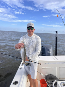 Spotted weakfish, 13-inch fish, fishing in St Bernard