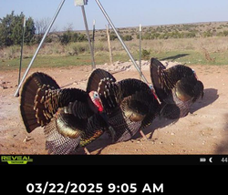 Hunting for the Best in TX