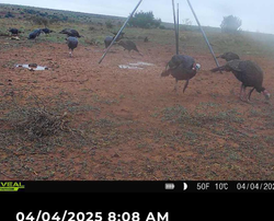 Exciting hunting adventure in TX