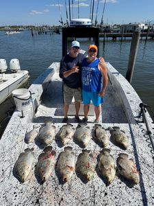 4 blacktip shark and tripletail fish caught in Venice, Florida