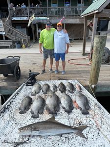 Cobia fish caught during fishing trip in Venice