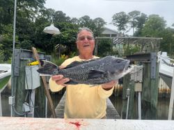 Black sea bass caught fishing in Norfolk VA displayed at marina dock