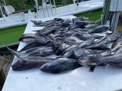 Large catch of black sea bass laid out on fishing boat deck in Norfolk VA