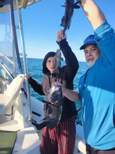 Black sea bass catch displayed on fishing boat in Norfolk VA waters