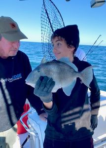 Grey triggerfish caught during fishing trip in Norfolk VA waters