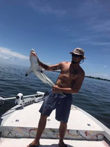 Sandbar shark caught by angler in Seminole