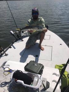 Snook fish caught while fishing in FL