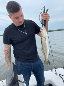 Spotted Weakfish, 14 inches, caught fishing in Seminole