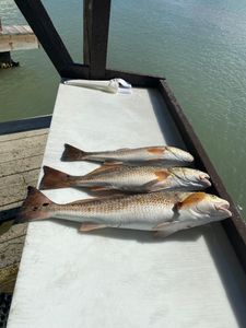 Two fishing rods in a scenic location in TX
