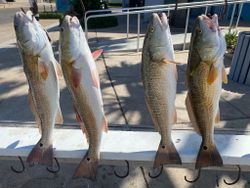 Four redfish caught in TX