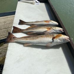 Three redfish caught at South Padre Island